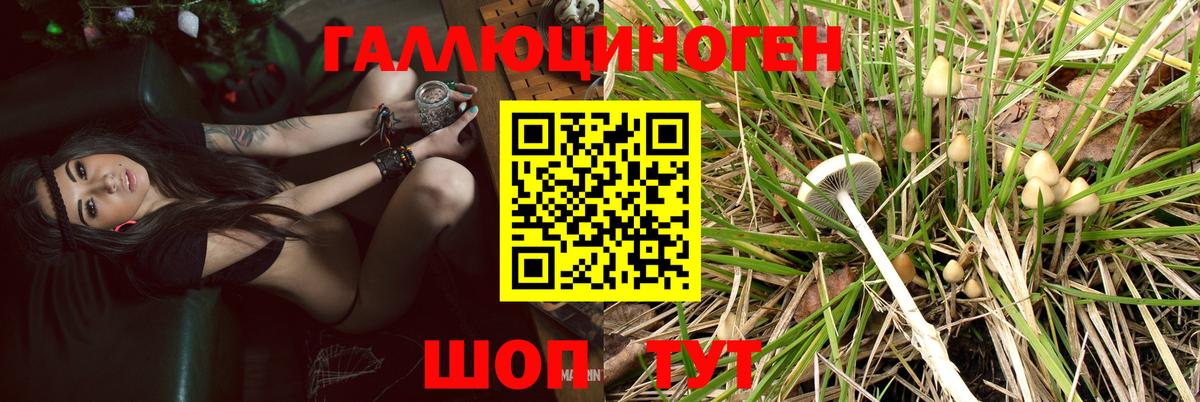 Галлюциногенные грибы Psilocybe Ростов-на-Дону